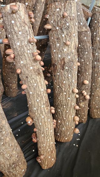 모실표고님의 버섯 · 수확 작성글 사진