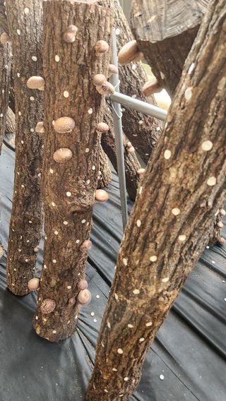 모실표고님의 버섯 · 수확 작성글 사진