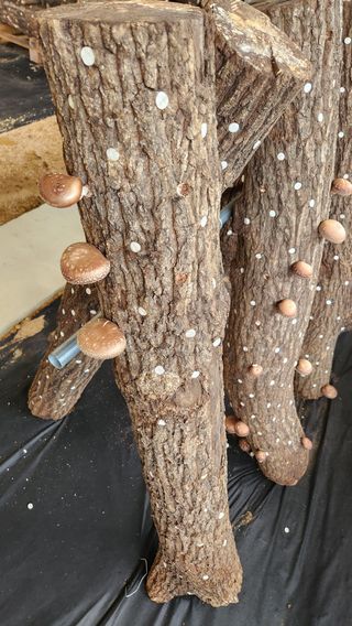 모실표고님의 버섯 · 수확 작성글 사진