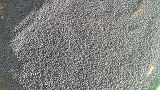 김점순님의 콩 · 자유게시판 작성글 사진