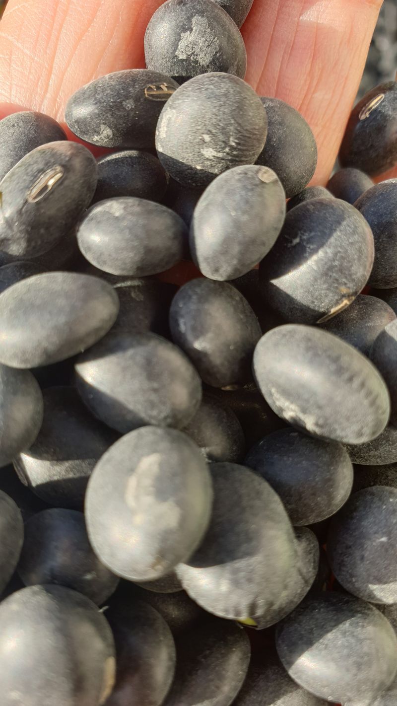 김점순님의 장터 판매 상품 [서리태콩 판매합니다 ] 첨부 사진