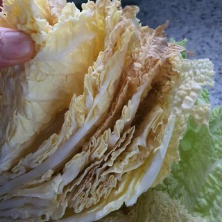 죽전님의 배추 · 병해충상담 작성글 사진