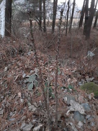 인생은 소풍처럼님의 두릅 · 삽목•정식 작성글 사진