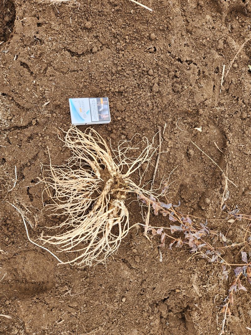 HYUN님의 장터 판매 상품 [약도라지(4kg)] 첨부 사진