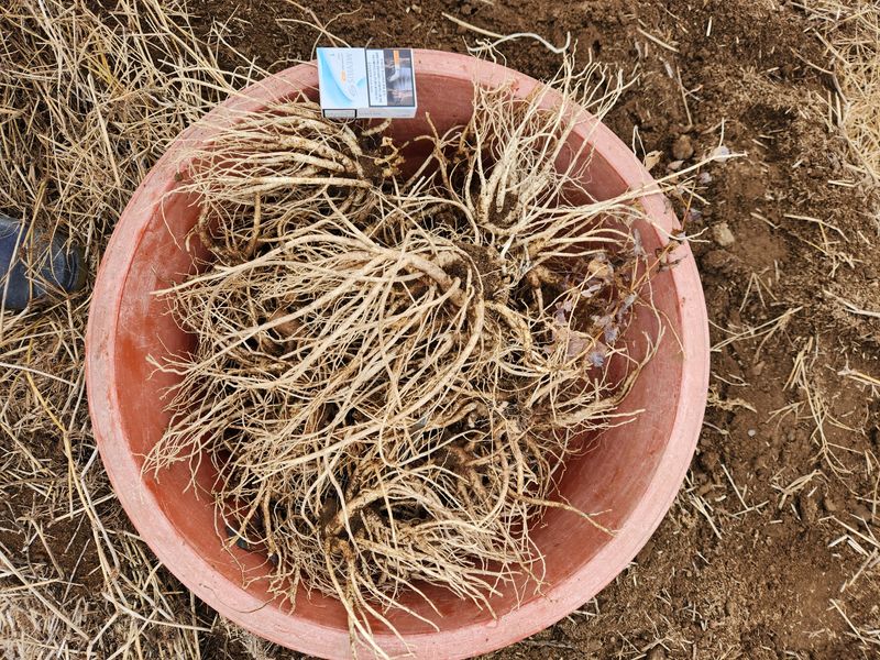 HYUN님의 장터 판매 상품 [약도라지(4kg)] 첨부 사진