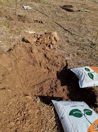고봉농원 김경수님의 복숭아 · 자유게시판 작성글 사진