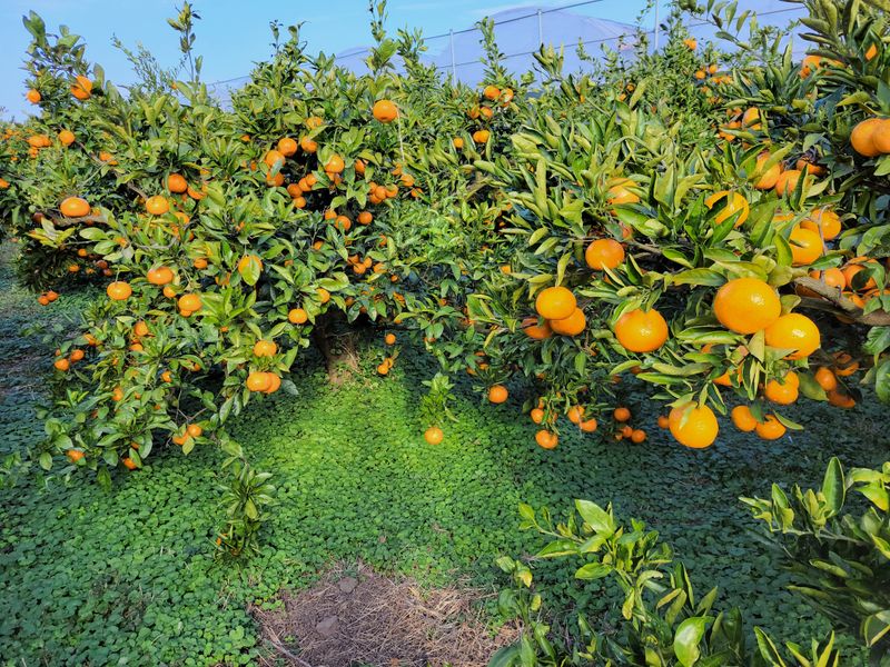 강경한님의 장터 판매 상품 [제주친환경유기농인증귤판매해요(10킬로)] 첨부 사진