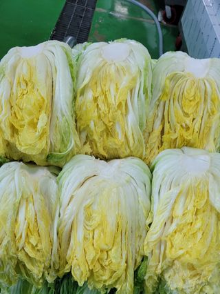 요리하는 농부님의 배추 · 수확 작성글 사진