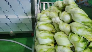 요리하는 농부님의 배추 · 수확 작성글 사진