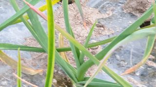 김상용님의 마늘 · 병해충상담 작성글 사진