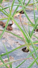 팜모닝 마늘·병해충상담 게시글 이미지