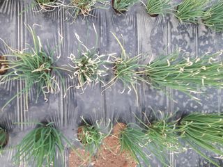 강낭콩키우는농부님의 파 · 병해충상담 작성글 사진