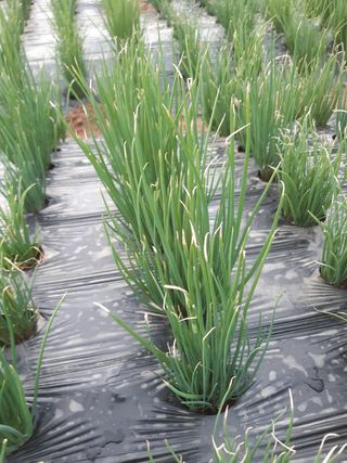 강낭콩키우는농부님의 파 · 병해충상담 작성글 사진