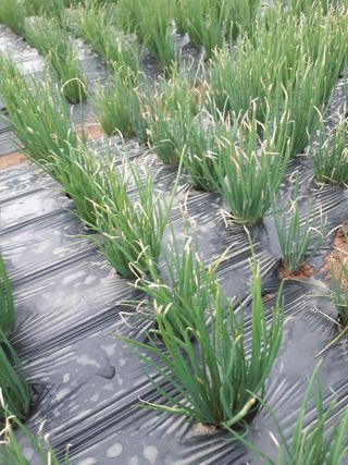 강낭콩키우는농부님의 파 · 병해충상담 작성글 사진