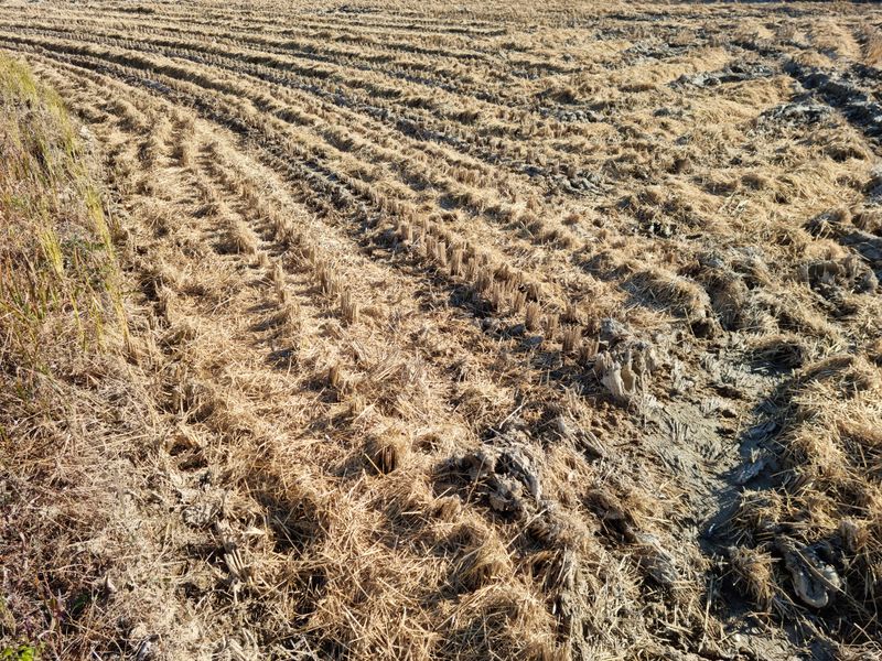 장터 상품 [햇찹쌀(백옥 찰) 판매.20키로.백미.현미.] 썸네일