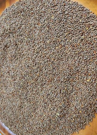 오천산방님의 작성글 사진