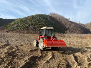 와탕카시대님의 두릅 · 삽목•정식 작성글 사진