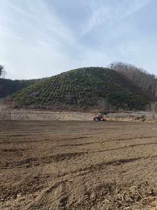 와탕카시대님의 두릅 · 삽목•정식 작성글 사진