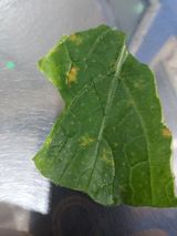 팜모닝 배추·병해충상담 게시글 이미지