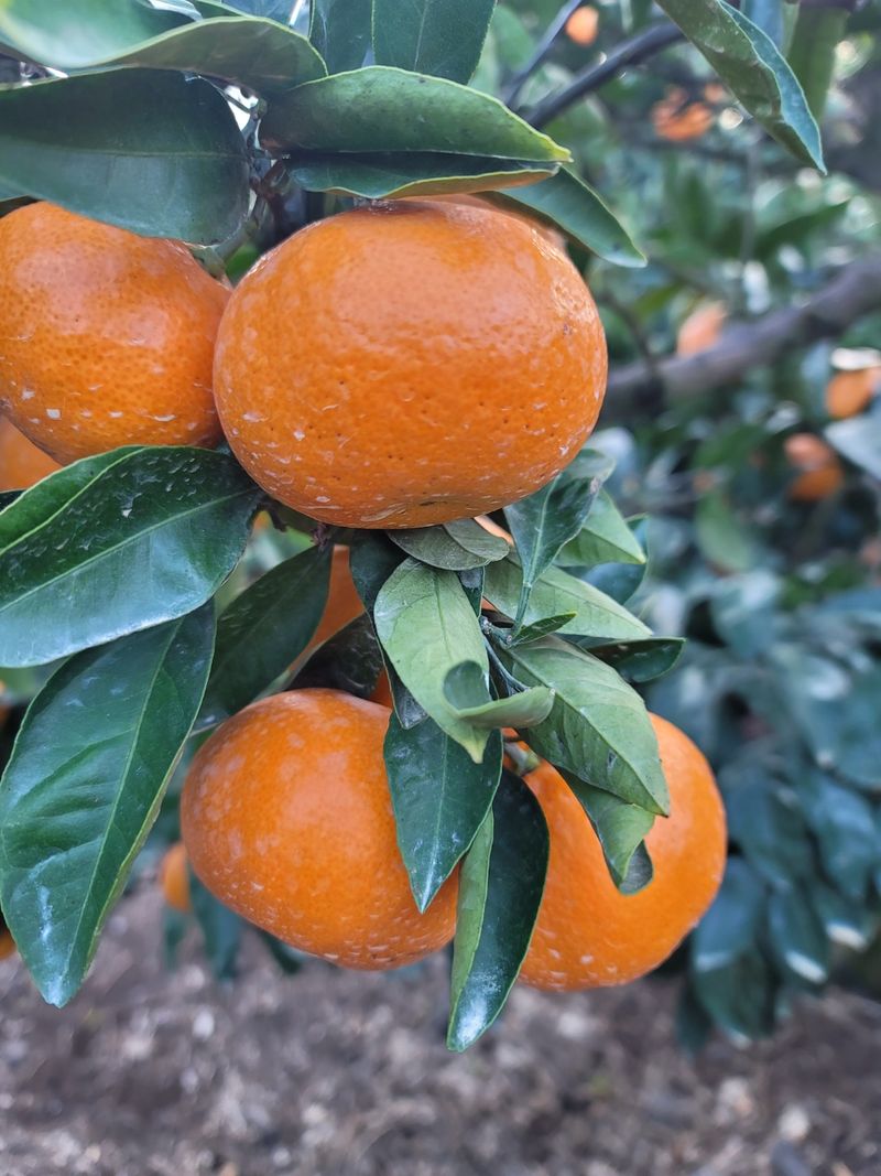 선물차롱님의 장터 판매 상품 [조생귤 10키로(상품)] 첨부 사진