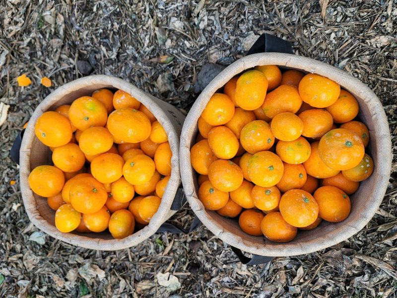 장터 상품 [조생귤 10키로(상품)] 썸네일