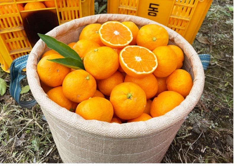 선물차롱님의 장터 판매 상품 [조생귤 10키로(상품)] 첨부 사진