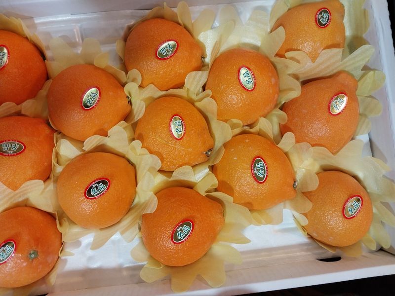 문순자님의 장터 판매 상품 [[제주] 과육 최고 겨울나기 좋은 황금향🍊 ] 첨부 사진