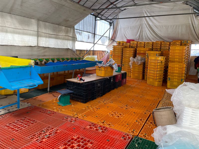 문순자님의 장터 판매 상품 [[제주] 과육 최고 겨울나기 좋은 황금향🍊 ] 첨부 사진