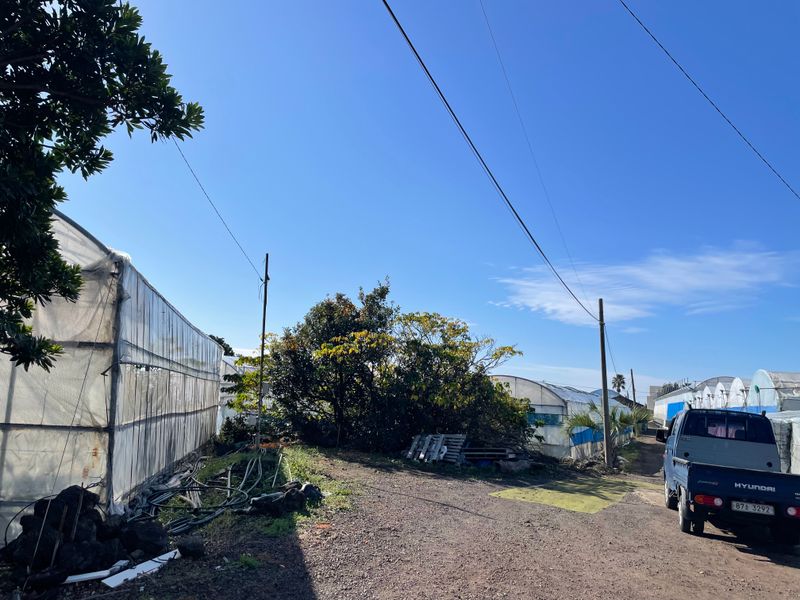 문순자님의 장터 판매 상품 [[제주] 과육 최고 겨울나기 좋은 황금향🍊 ] 첨부 사진
