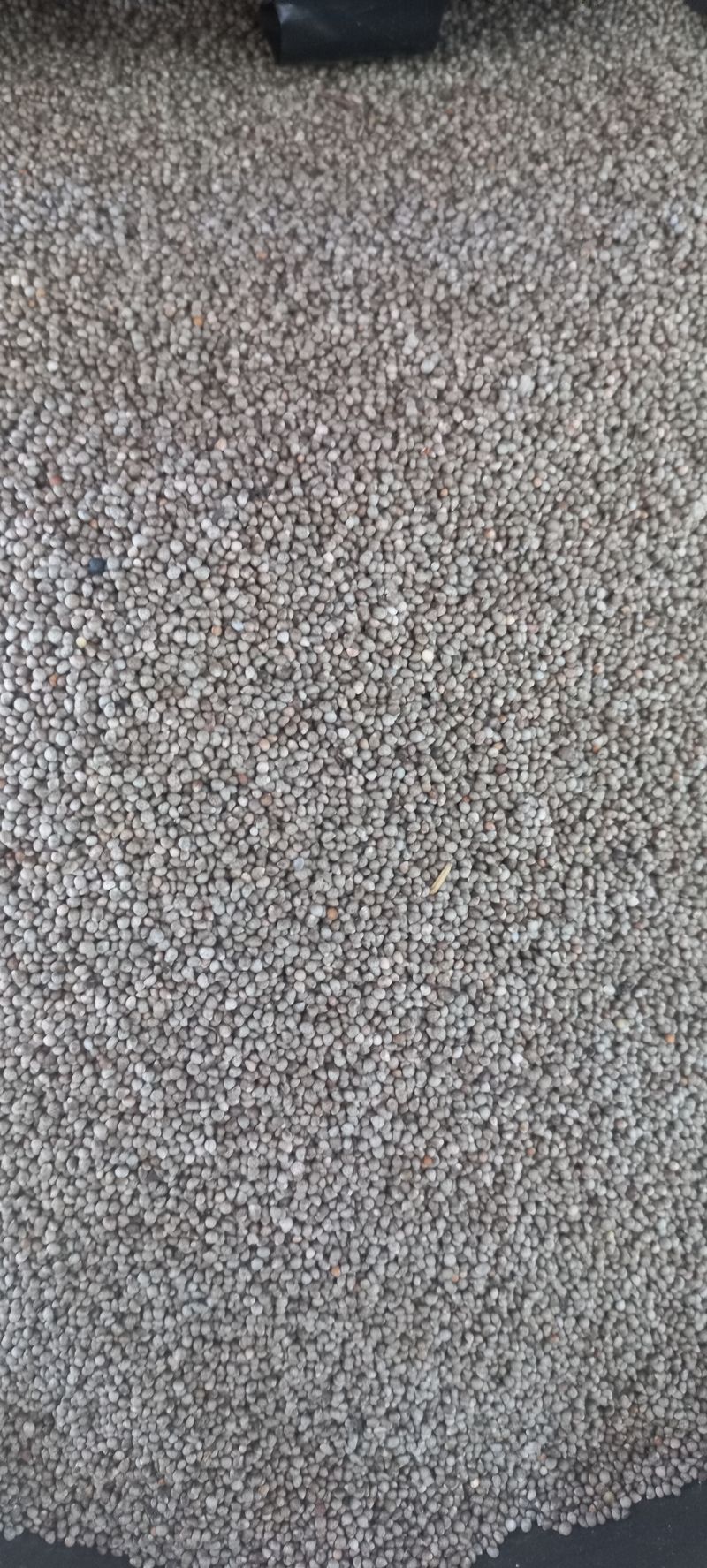 장터 상품 [서리콩 들깨 메주콩] 썸네일