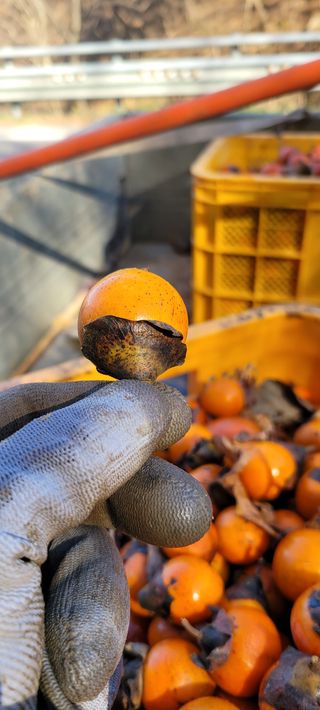 이동훈님의 감 · 자유게시판 작성글 사진