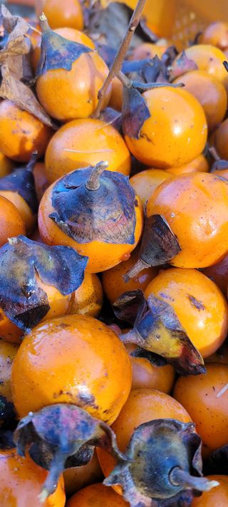 이동훈님의 감 · 자유게시판 작성글 사진