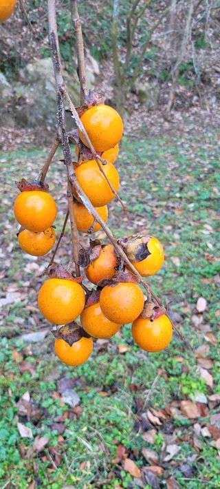 이동훈님의 감 · 자유게시판 작성글 사진