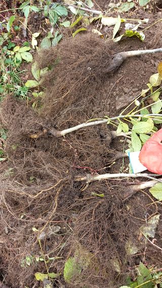 까두까두 님의 작성글 사진