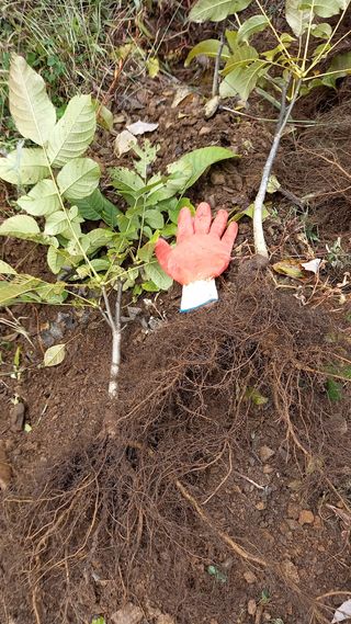 까두까두 님의 작성글 사진