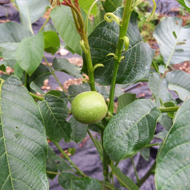 까두까두 님의 장터 판매 상품 [조실성박피 호두 묘목] 첨부 사진