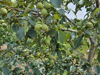 까두까두 님의 작성글 사진