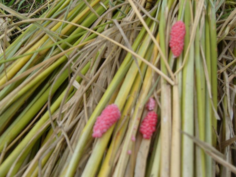 약초를사랑한짱아줌마님의 장터 판매 상품 [백미(일품)쌀: 20kg] 첨부 사진