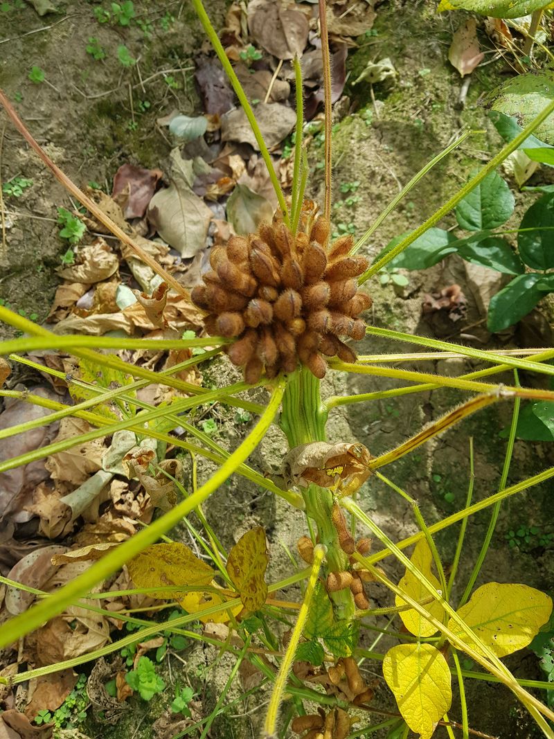 장터 상품 [부채콩  100g.만원] 썸네일