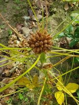 팜모닝 · 게시글 이미지