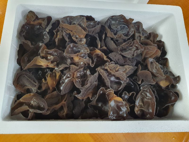 김미영 님의 장터 판매 상품 [생목이버섯 1kg] 첨부 사진