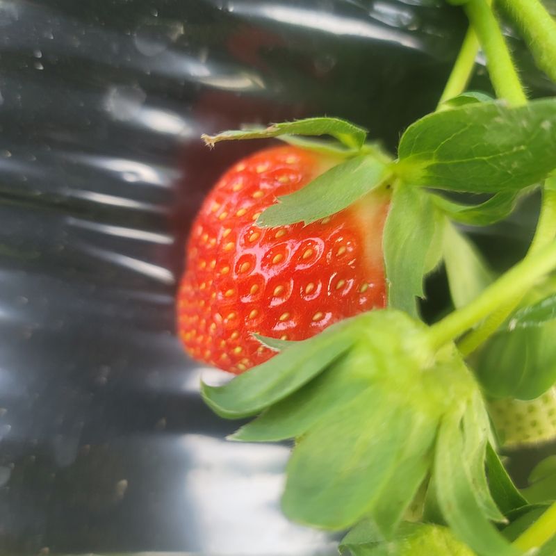 강미향님의 장터 판매 상품 [설향딸기 1.5kg이상] 첨부 사진