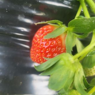 강미향님의 작성글 사진