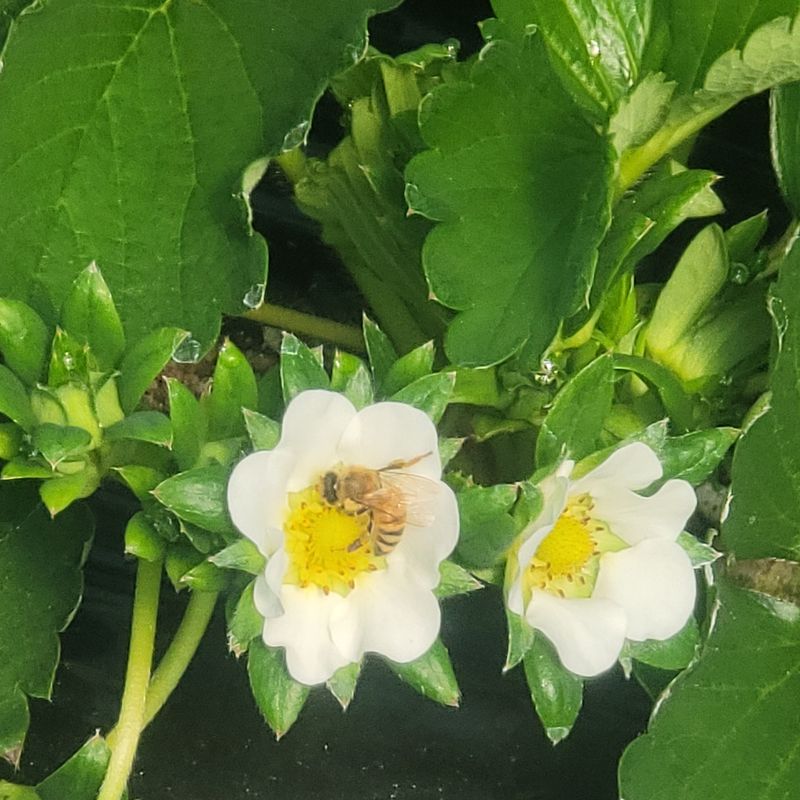 강미향님의 장터 판매 상품 [설향딸기 1.5kg이상] 첨부 사진