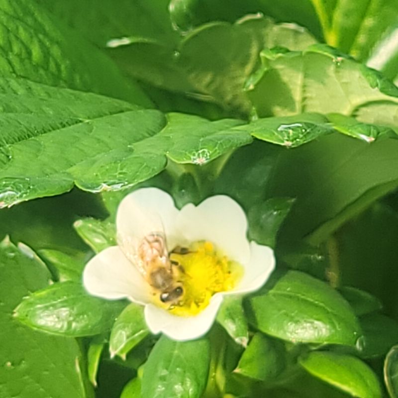 강미향님의 장터 판매 상품 [설향딸기 1.5kg이상] 첨부 사진