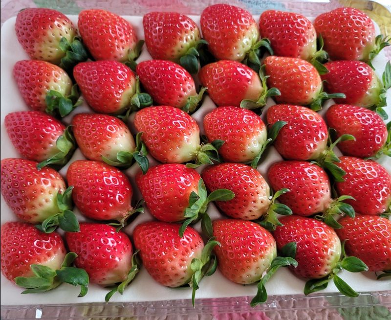 강미향님의 장터 판매 상품 [설향딸기 1.5kg이상] 첨부 사진