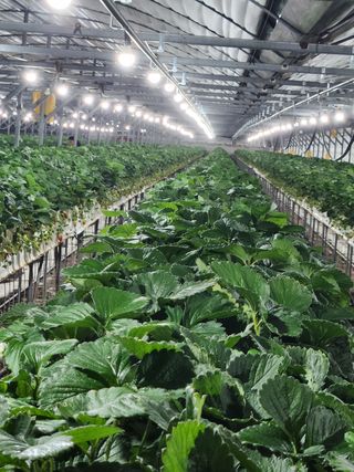 논산. 이순자님의 딸기 · 수확 작성글 사진