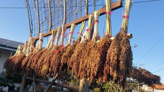 밝은숲님의 들깨 · 자유게시판 작성글 사진