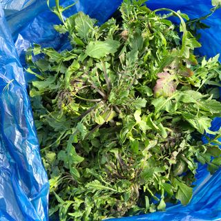 knlee님의 기타작물 · 자유게시판 작성글 사진