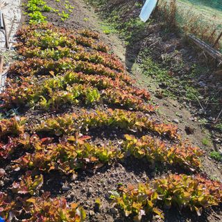 knlee님의 기타작물 · 자유게시판 작성글 사진